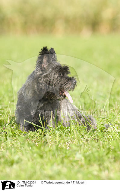 Cairn Terrier / Cairn Terrier / TM-02304