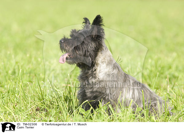 Cairn Terrier / Cairn Terrier / TM-02306