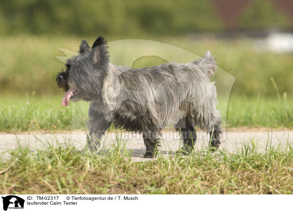 laufender Cairn Terrier / TM-02317