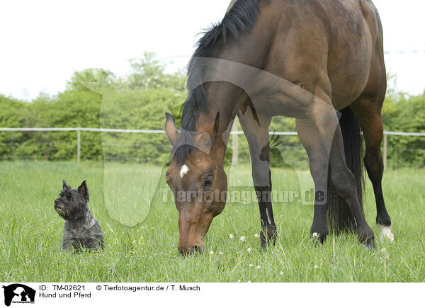 Hund und Pferd / dog and horse / TM-02621