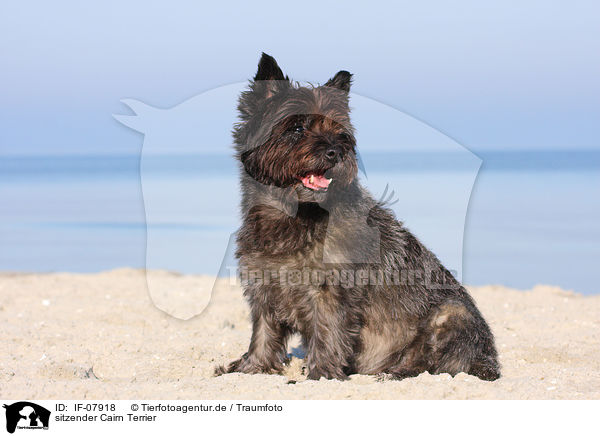 sitzender Cairn Terrier / sitting Cairn Terrier / IF-07918