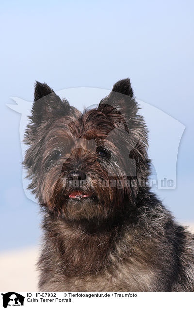 Cairn Terrier Portrait / Cairn Terrier Portrait / IF-07932
