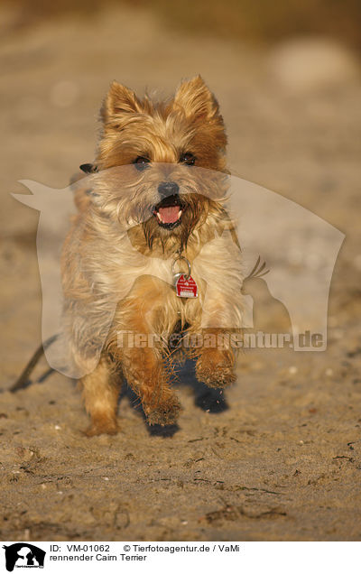 rennender Cairn Terrier / VM-01062