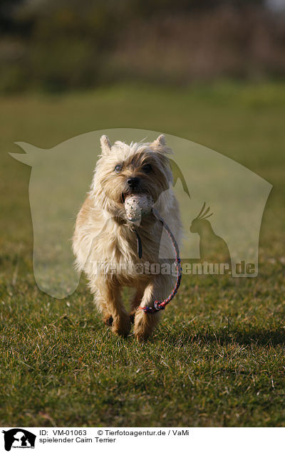 spielender Cairn Terrier / VM-01063