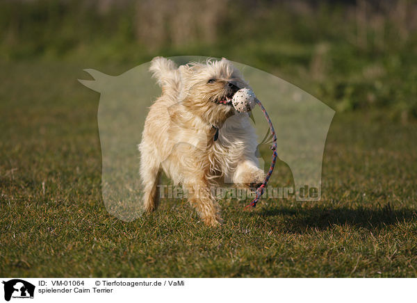 spielender Cairn Terrier / VM-01064