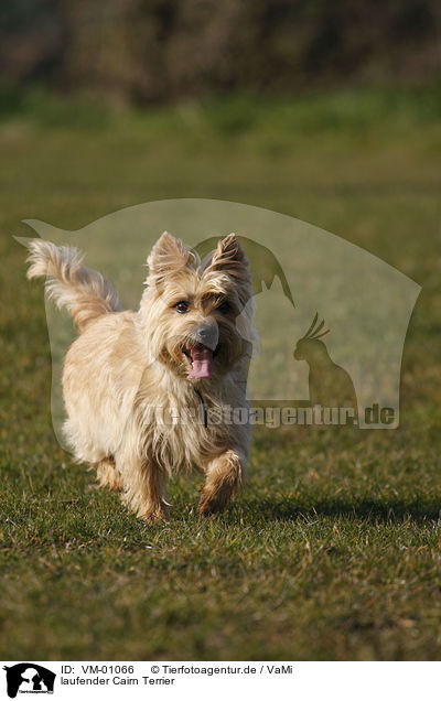 laufender Cairn Terrier / VM-01066