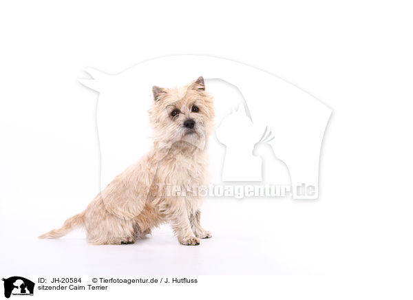 sitzender Cairn Terrier / JH-20584