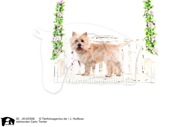 stehender Cairn Terrier / JH-20588