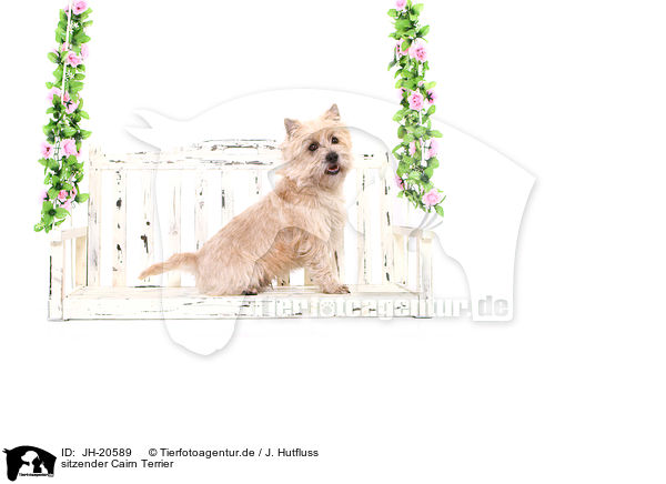 sitzender Cairn Terrier / sitting Cairn Terrier / JH-20589