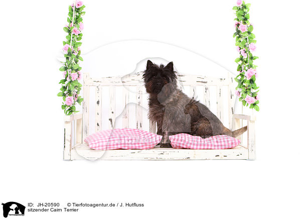 sitzender Cairn Terrier / JH-20590
