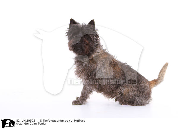 sitzender Cairn Terrier / JH-20592