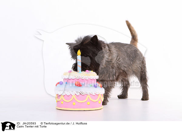 Cairn Terrier mit Torte / JH-20593