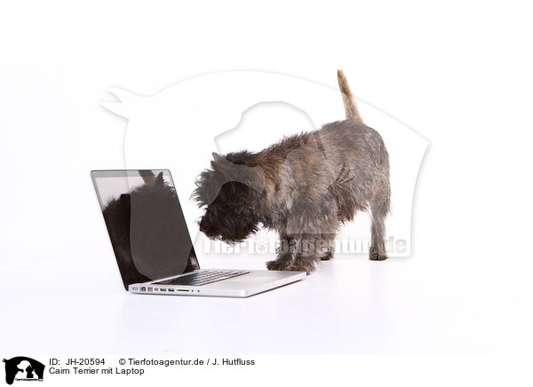 Cairn Terrier mit Laptop / JH-20594