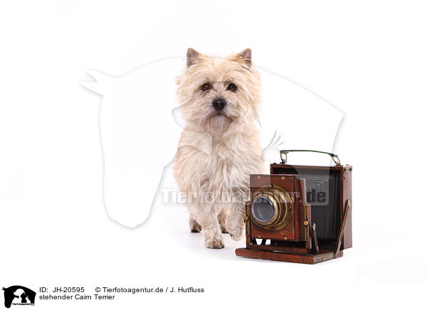 stehender Cairn Terrier / standing Cairn Terrier / JH-20595