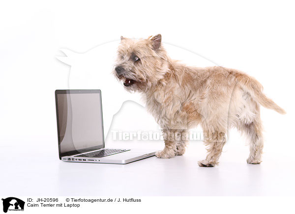 Cairn Terrier mit Laptop / Cairn Terrier with laptop / JH-20596