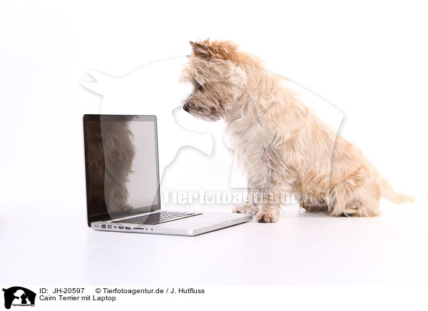 Cairn Terrier mit Laptop / Cairn Terrier with laptop / JH-20597