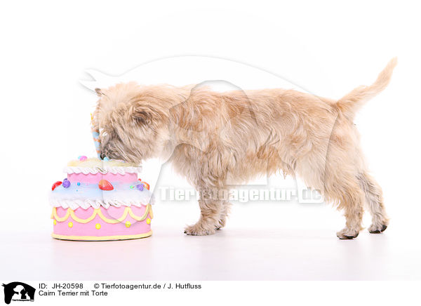 Cairn Terrier mit Torte / JH-20598