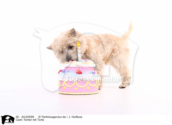Cairn Terrier mit Torte / JH-20599