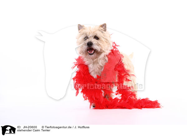 stehender Cairn Terrier / JH-20600