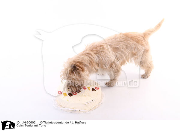 Cairn Terrier mit Torte / JH-20602