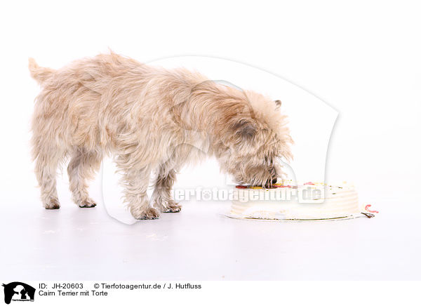 Cairn Terrier mit Torte / Cairn Terrier with cake / JH-20603