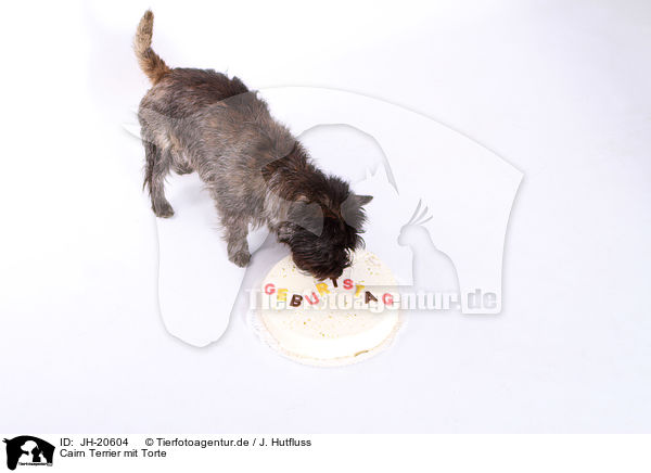 Cairn Terrier mit Torte / JH-20604