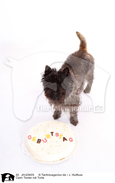 Cairn Terrier mit Torte / Cairn Terrier with cake / JH-20605