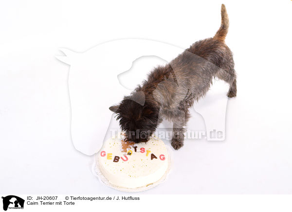 Cairn Terrier mit Torte / Cairn Terrier with cake / JH-20607