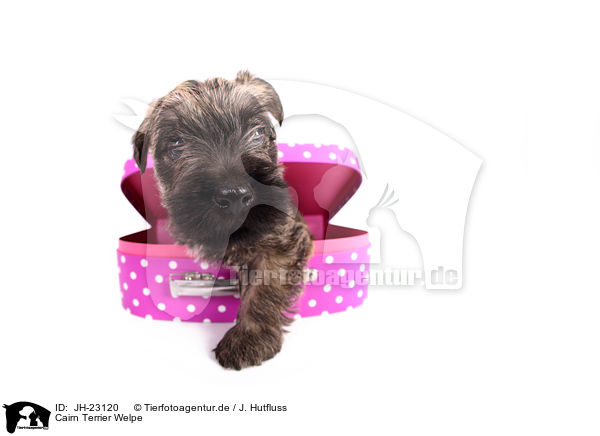 Cairn Terrier Welpe / JH-23120