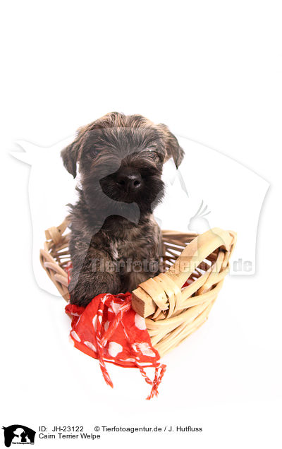 Cairn Terrier Welpe / JH-23122