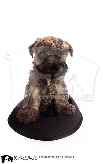 Cairn Terrier Welpe / JH-23128