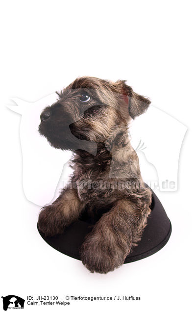 Cairn Terrier Welpe / JH-23130