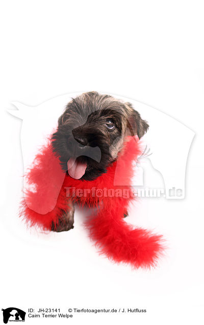 Cairn Terrier Welpe / JH-23141