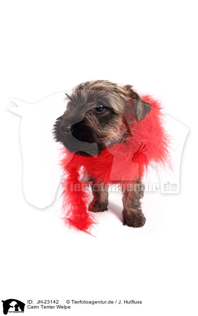 Cairn Terrier Welpe / JH-23142