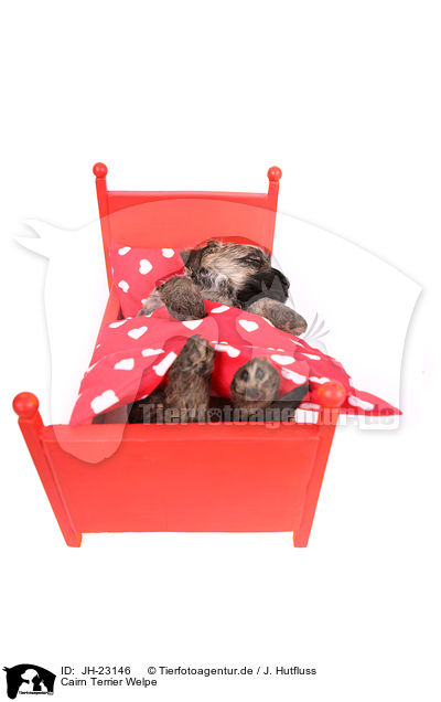 Cairn Terrier Welpe / Cairn Terrier Puppy / JH-23146