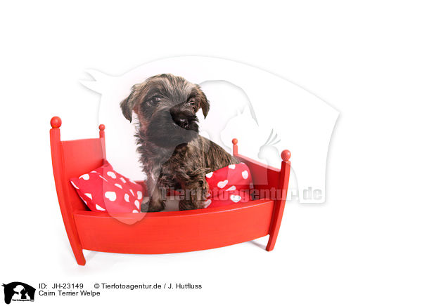Cairn Terrier Welpe / JH-23149