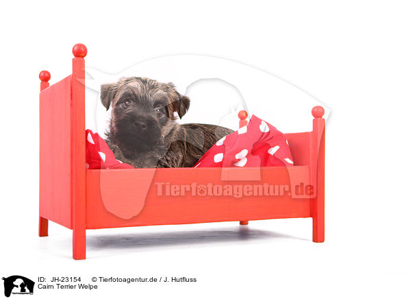 Cairn Terrier Welpe / JH-23154