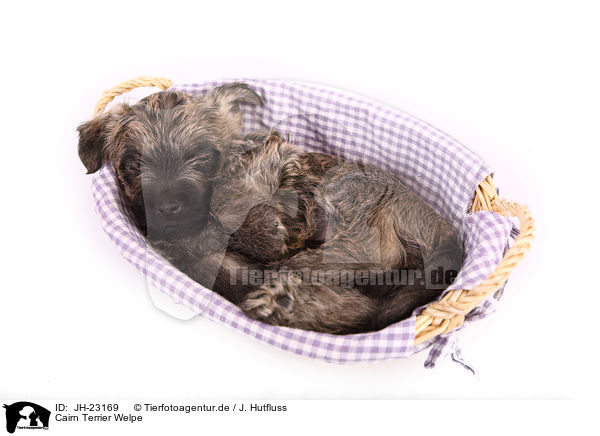 Cairn Terrier Welpe / JH-23169