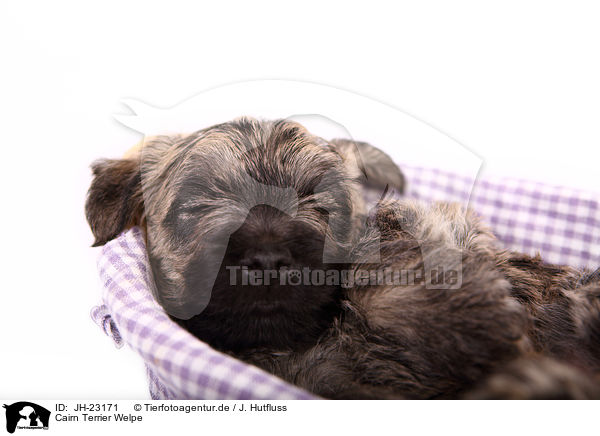 Cairn Terrier Welpe / JH-23171