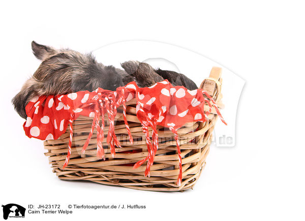 Cairn Terrier Welpe / JH-23172