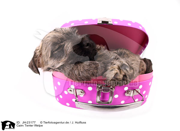 Cairn Terrier Welpe / JH-23177