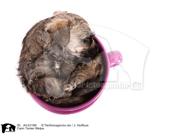 Cairn Terrier Welpe / JH-23186