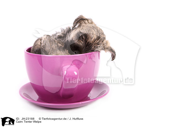 Cairn Terrier Welpe / Cairn Terrier Puppy / JH-23188