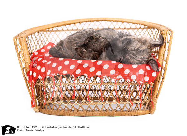 Cairn Terrier Welpe / JH-23192