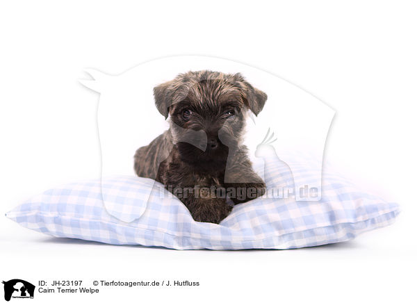 Cairn Terrier Welpe / JH-23197