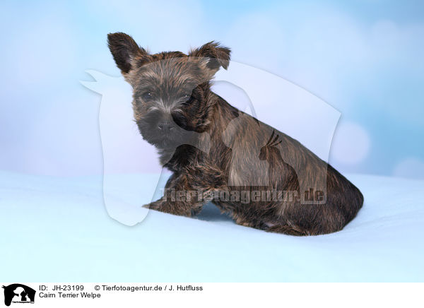 Cairn Terrier Welpe / JH-23199