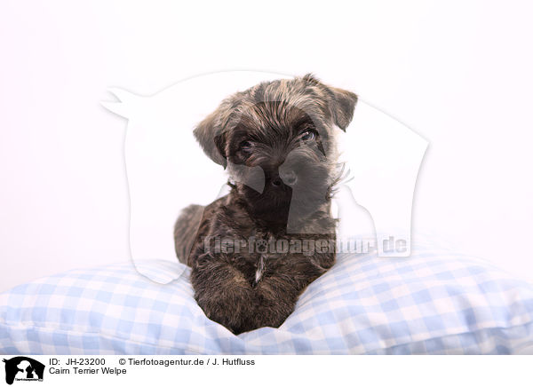 Cairn Terrier Welpe / JH-23200