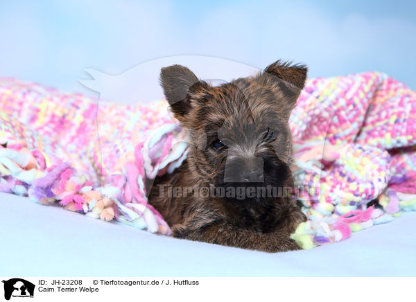 Cairn Terrier Welpe / JH-23208