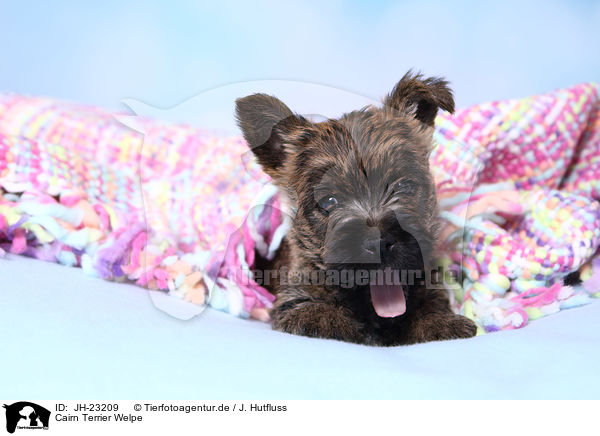Cairn Terrier Welpe / JH-23209