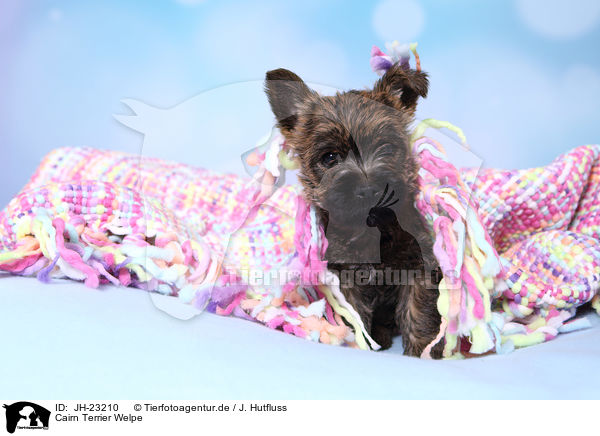 Cairn Terrier Welpe / JH-23210